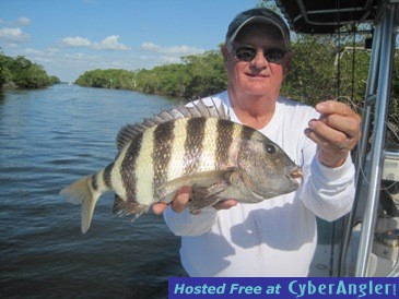 19 1/2 inch sheepshead