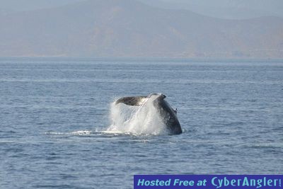 Click to Enlarge Photo