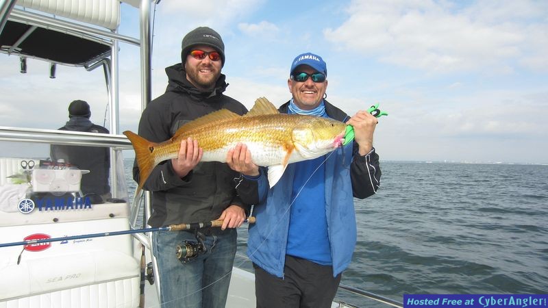 Golden Redfish