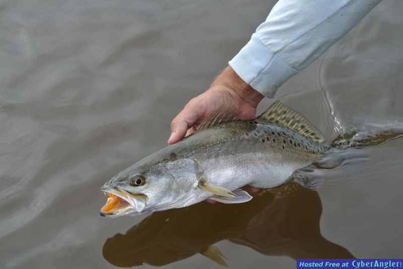 trout24