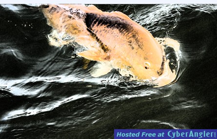 Redfish in water