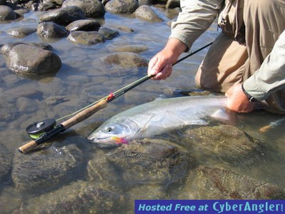Fly fishing for Coho
