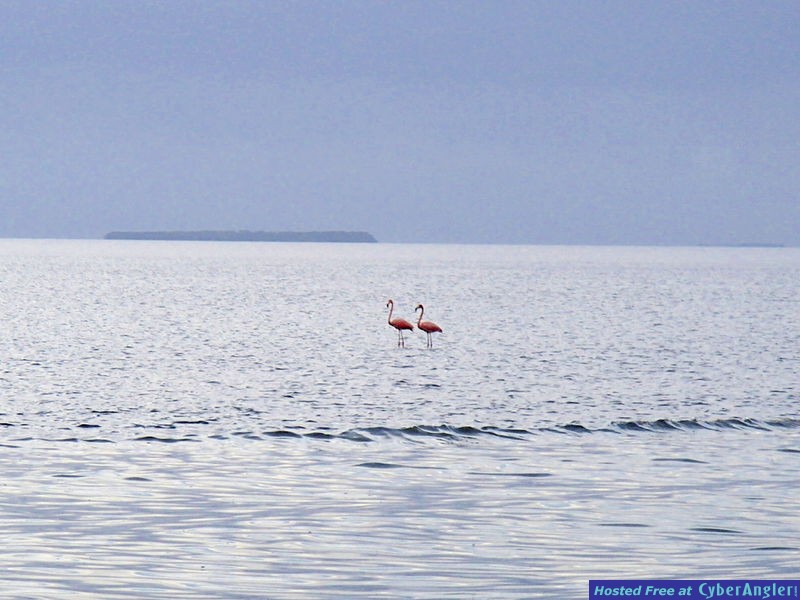 Flamingos_in_Flamingo2