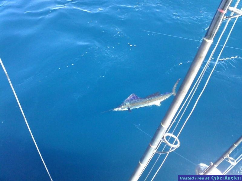 lenny sailfish