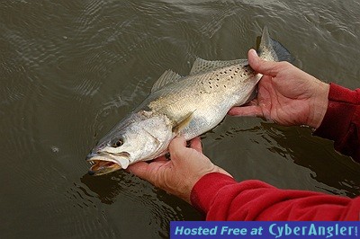 Close Up Trout