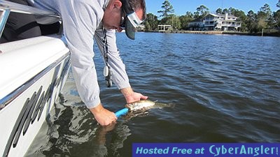 Release Trout