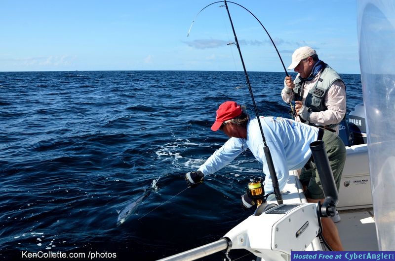 Light Tackling Florida Bonito