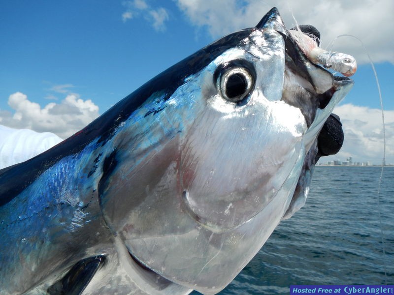 Light Tackling Florida Bonito