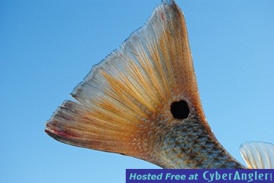 Redfish Tail