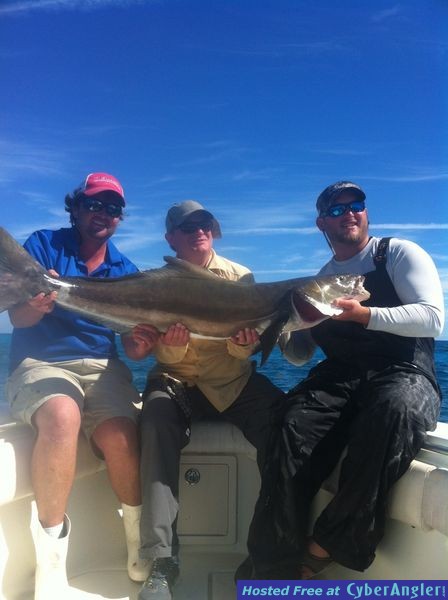 Cobia