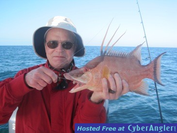 15-inch hog