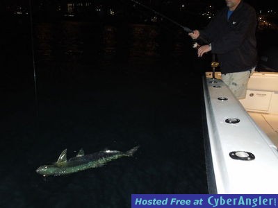 Bay Caught Tarpon Ready For Release