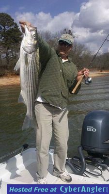 Lake Hartwell, GA - 12 pound striper caught on Feb. 16, 2013