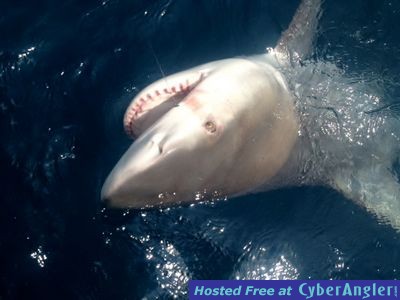 Click to Enlarge Photo