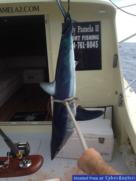 Mako Shark