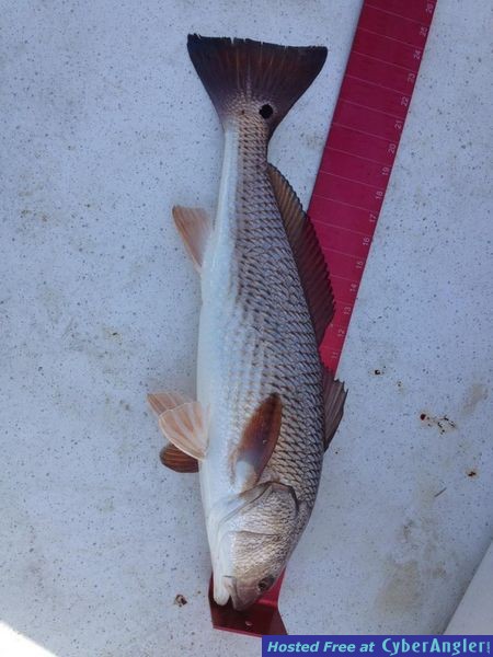 Fish_2