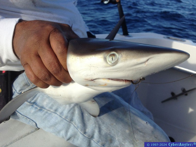 shark-05image