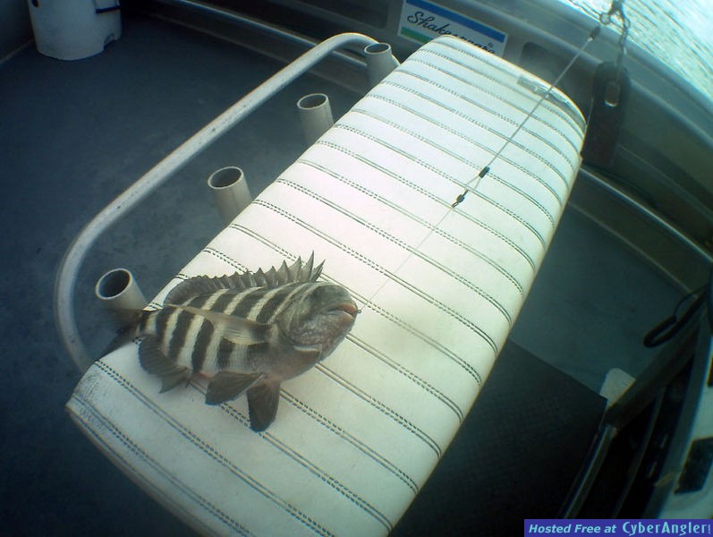 Jacksonville Fishing