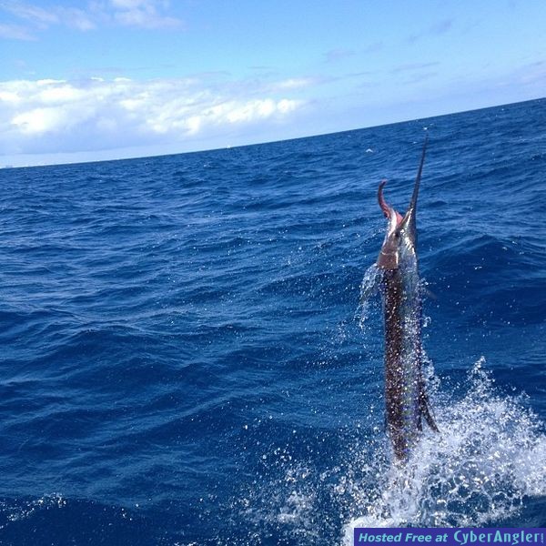 Airborne Sailfish
