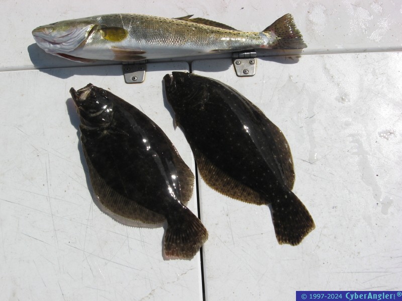 flounder