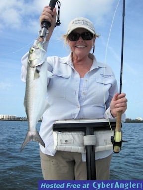 Linda Foy Sarasota Bay fly bluefish
