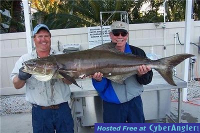 BIG COBIA