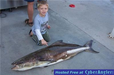 LARGE COBIA