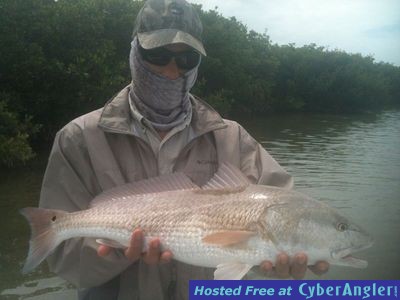 redfish in the everglades