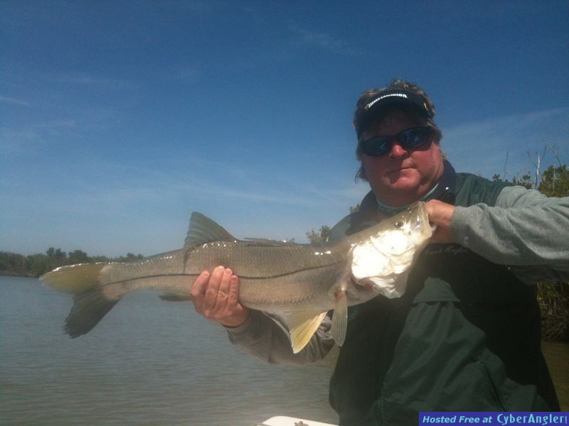 Snook in the everglades