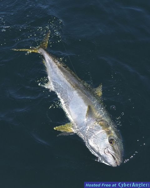 Click to Enlarge Photo