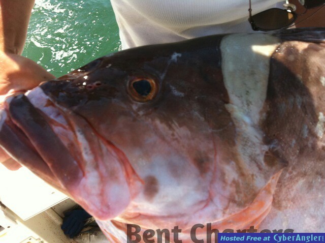 Red Grouper Bent Charters Fishing