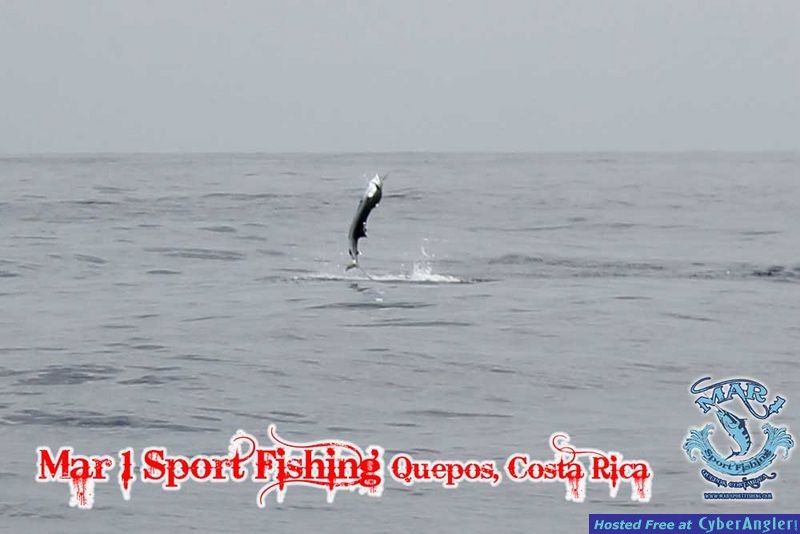 Sailfish in Quepos, Costa Rica March 3 2013