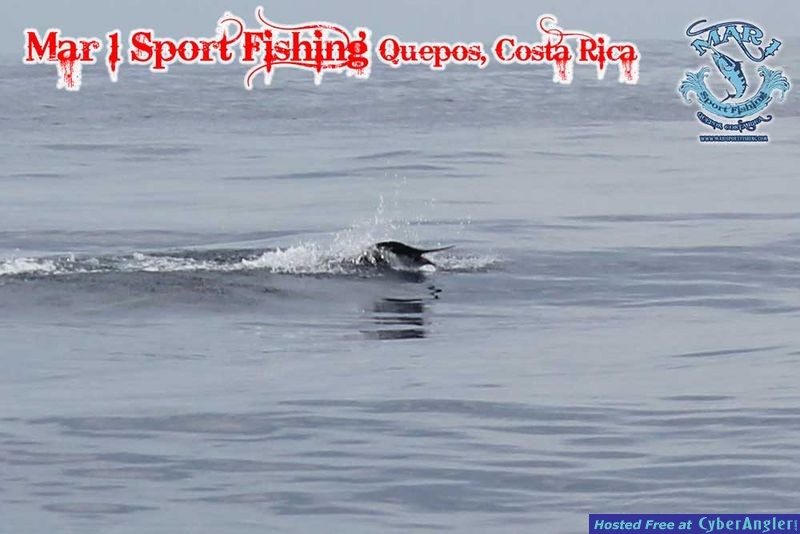 Sailfish in Quepos, Costa Rica March 3 2013