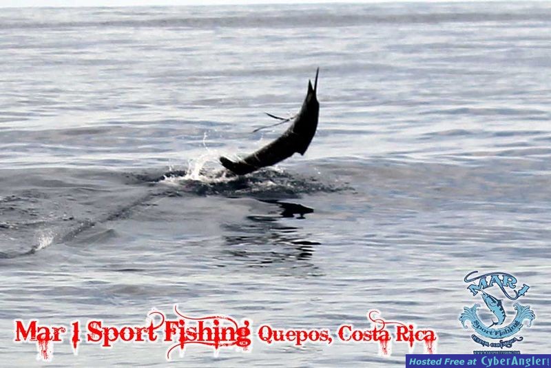 Sailfish in Quepos, Costa Rica March 3 2013
