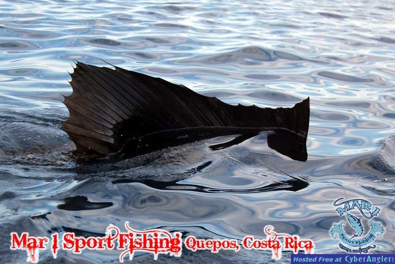 Sailfish in Quepos, Costa Rica March 3 2013