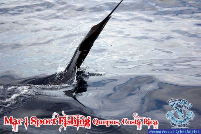 Sailfish in Quepos, Costa Rica March 3 2013