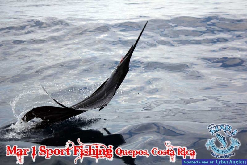 Sailfish in Quepos, Costa Rica March 3 2013