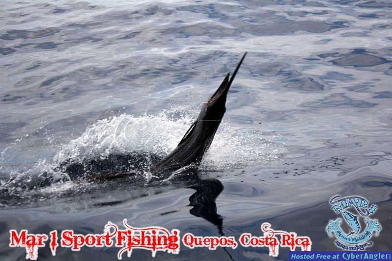 Sailfish in Quepos, Costa Rica March 3 2013