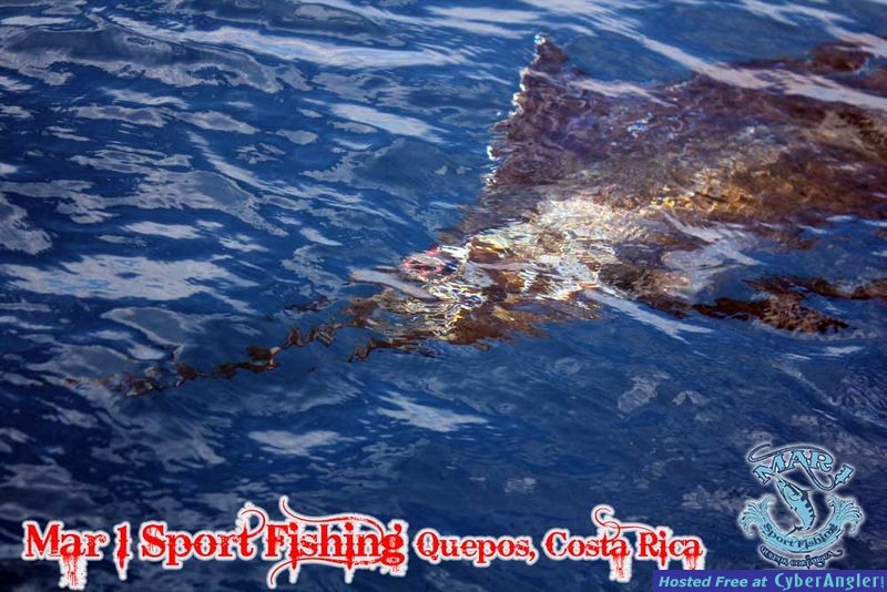 Sailfish in Quepos, Costa Rica March 3 2013
