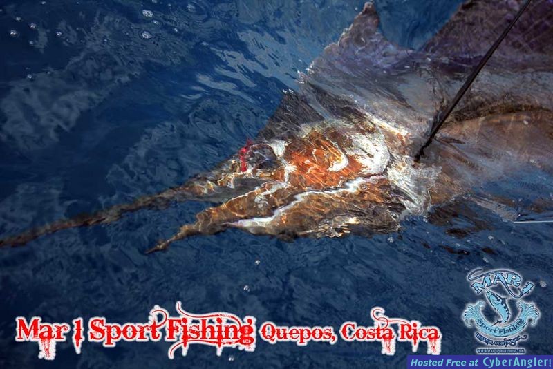 Sailfish in Quepos, Costa Rica March 3 2013