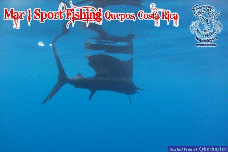 Sailfish in Quepos, Costa Rica March 3 2013