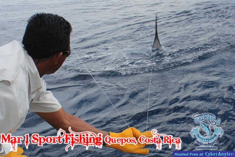 Sailfish in Quepos, Costa Rica March 3 2013