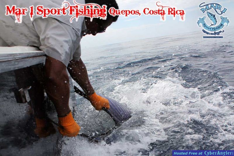 Sailfish in Quepos, Costa Rica March 3 2013