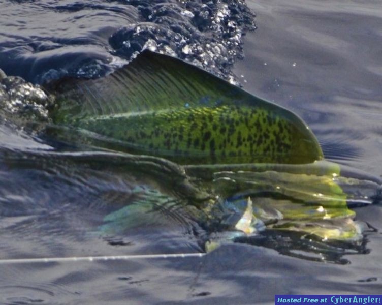 Click to Enlarge Photo