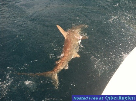 Aug_21_2012_shark_web