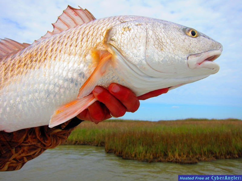 Cajun Fishing Adventures - Buras, Louisiana