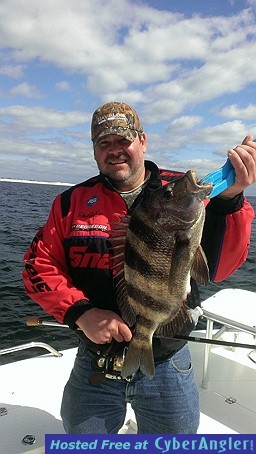 Big Sheepshead