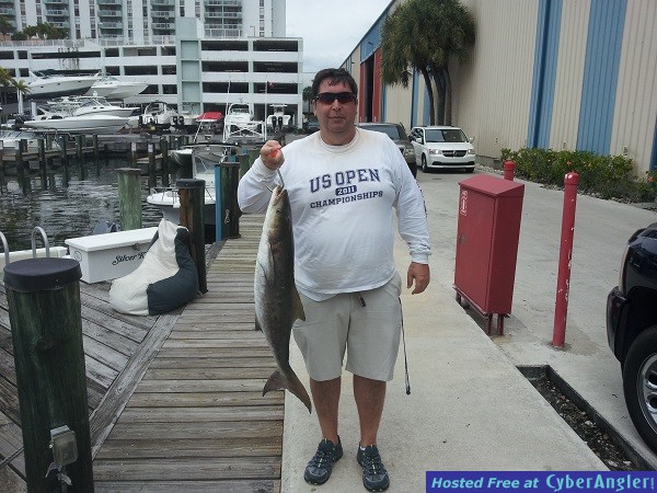 cobia6