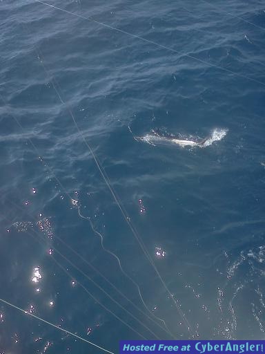 sailfish