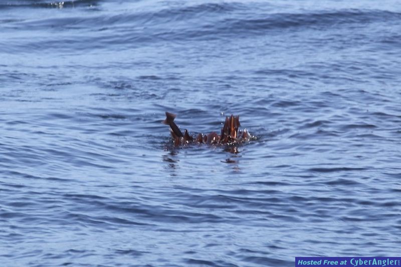 Click to Enlarge Photo